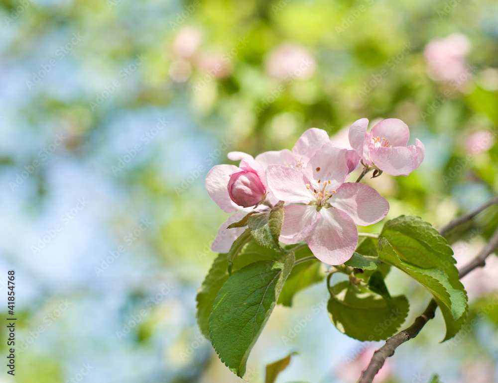 Obraz premium Spring flowers