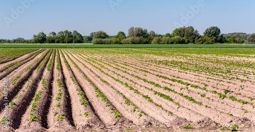 Potatofield in springtime photo