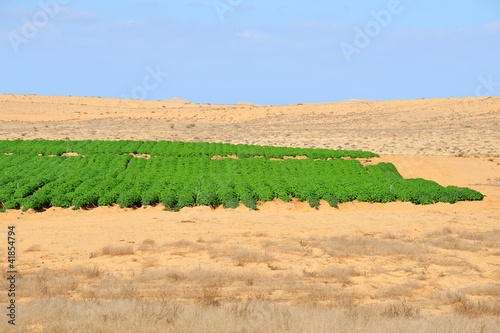 Agriculture - Growing in the Desert