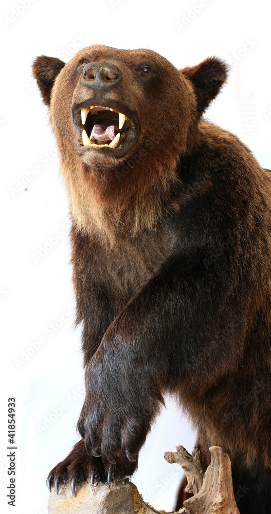 Fototapeta premium Bear trophy