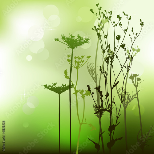 floral background, dandelion