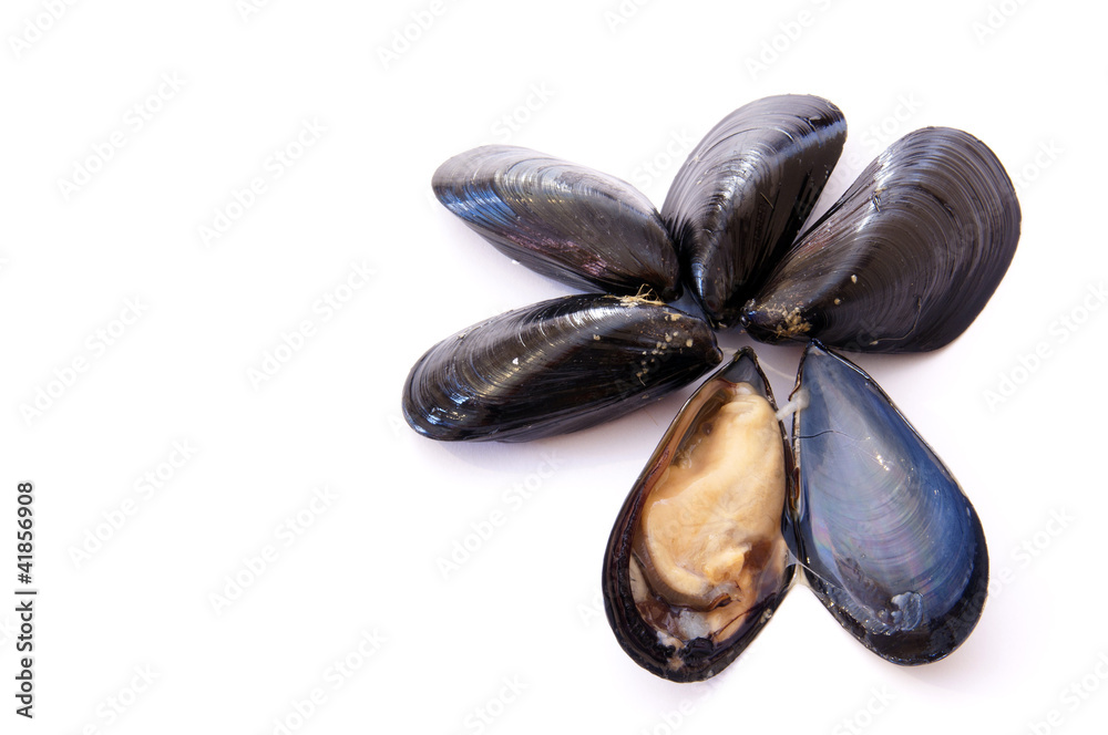 mussels - cozze