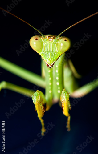 Green praying mantis © Alta Oosthuizen