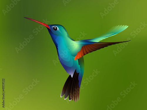 Fotografiet hummingbird