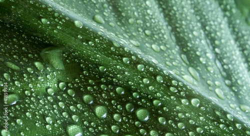 detail of drops on green leaf background © Carlos André Santos