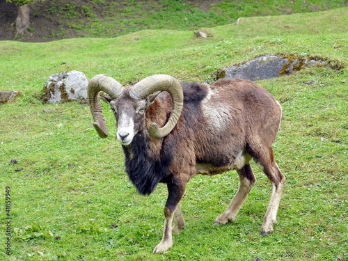 Steinbock photo