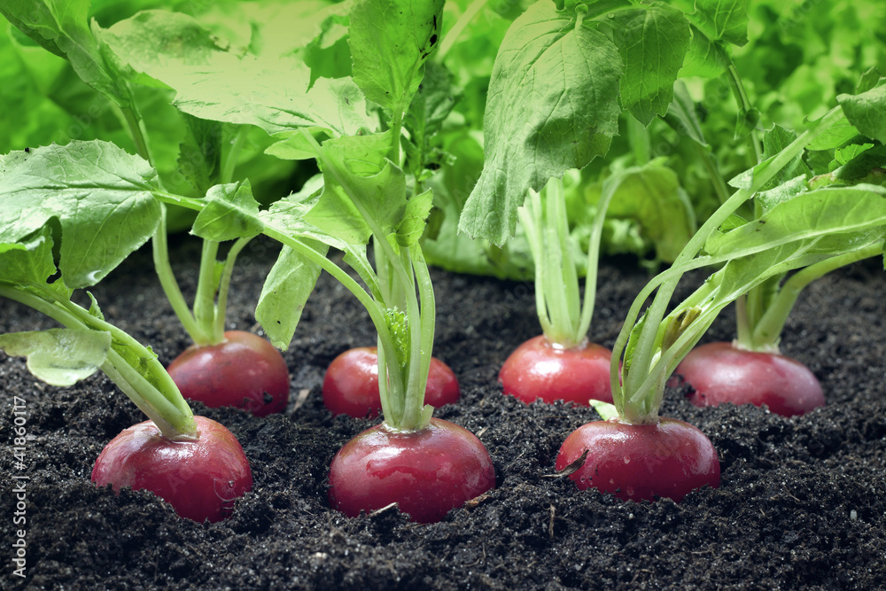 radish growing in the garden radish growing in the garden