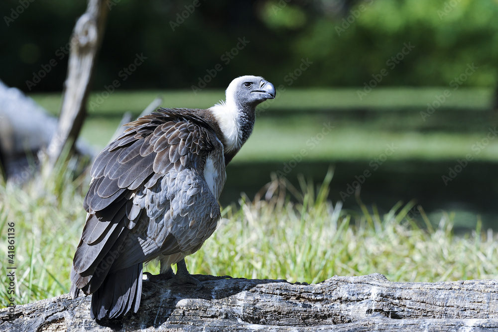 Fototapeta premium gyps africanus, white-backed vulture