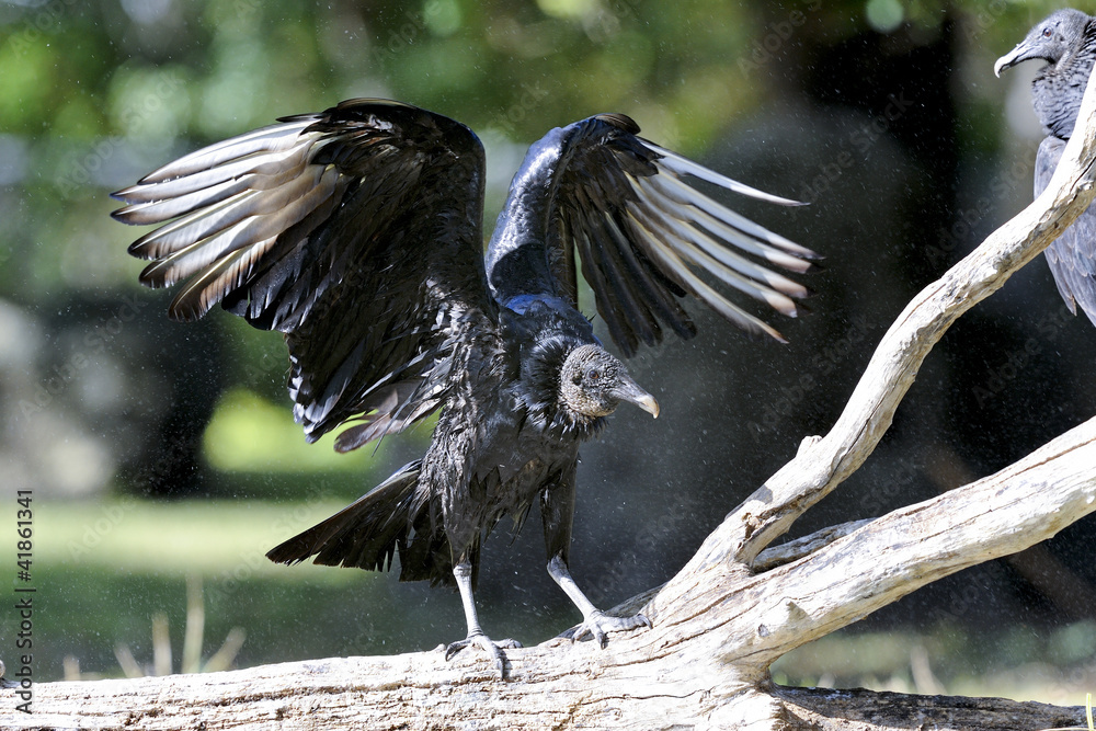 Fototapeta premium coragyps atratus, black vulture