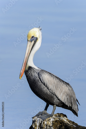 brown pelican, pelecanus occidentalis © hakoar