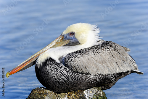 brown pelican, pelecanus occidentalis
