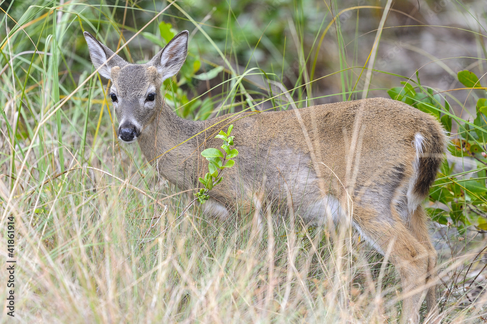 key deer, odocoileus virginianus clavium key deer, odocoileus virginianus clavium
