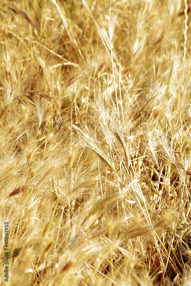 Fototapeta premium foliage scene bathed in sunshine