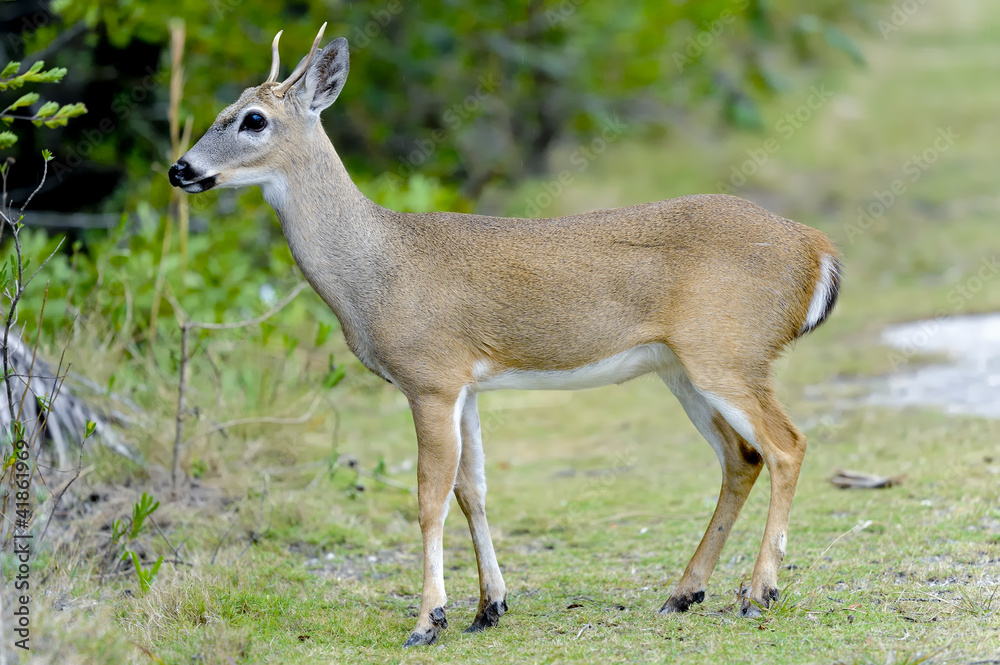 key deer, odocoileus virginianus clavium key deer, odocoileus virginianus clavium
