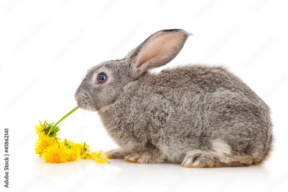 Naklejka premium Grey rabbit eating dandelion