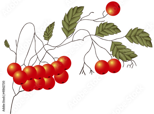 Red Rowan