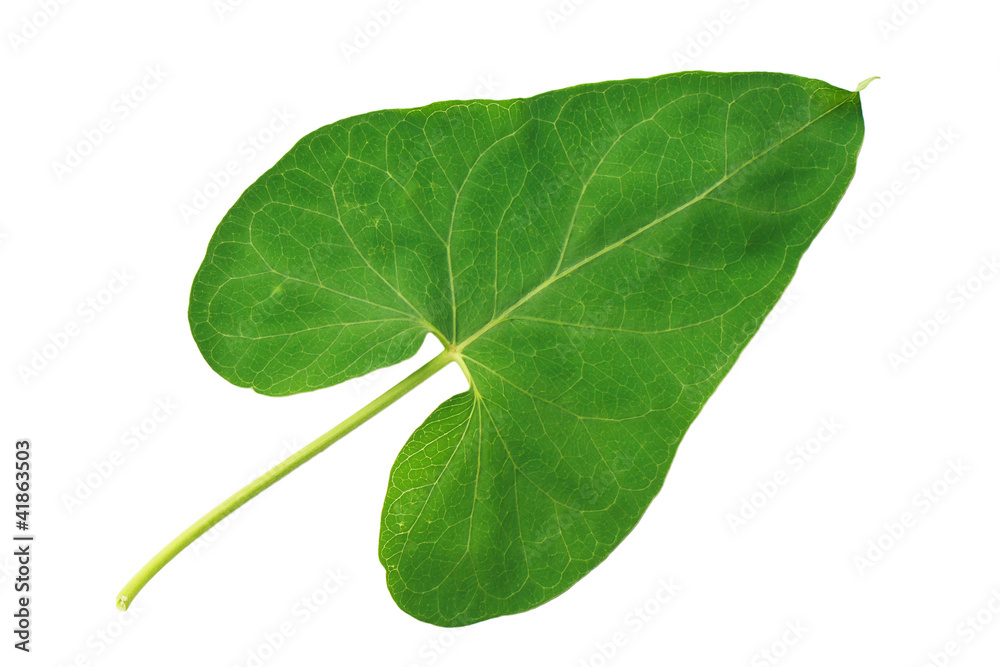 Obraz premium Green leaf bindweed isolated on white background