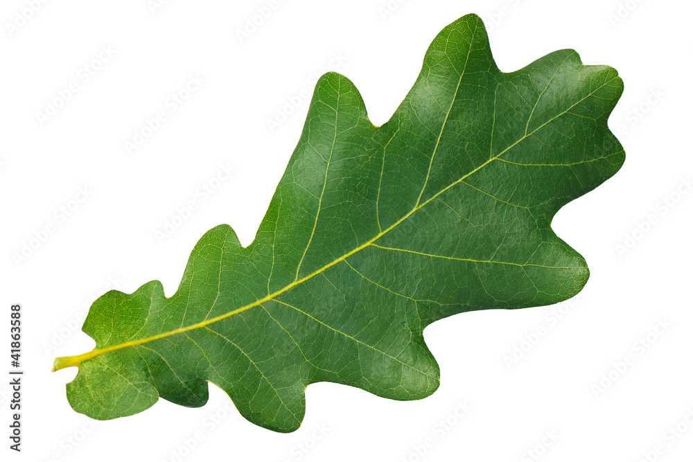 Obraz premium Zielony liść dębu na białym tle
