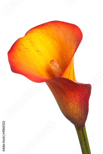Fototapeta Naklejka Na Ścianę i Meble -  Single flower of an orange calla lily