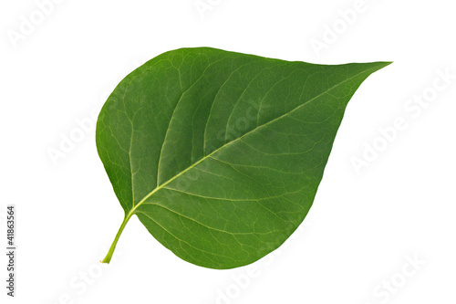 Green leaf lilac isolated on white background