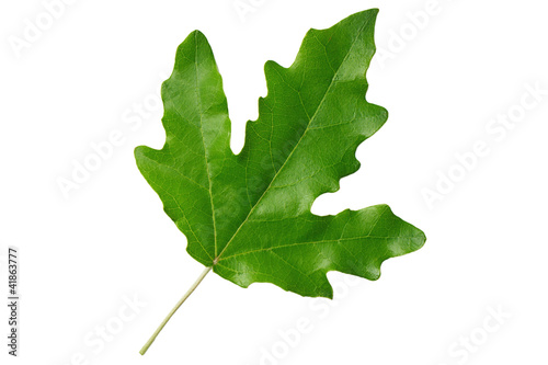 Green leaf poplar isolated on white background