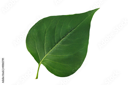 Green leaf lilac isolated on white background