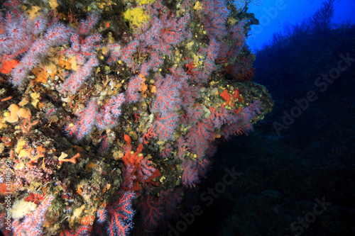 corallo rosso e gorgonie