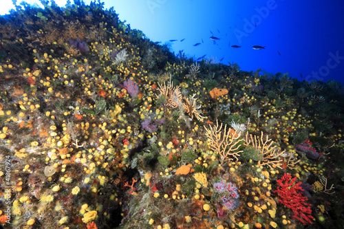fondale subacqueo mediterraneo