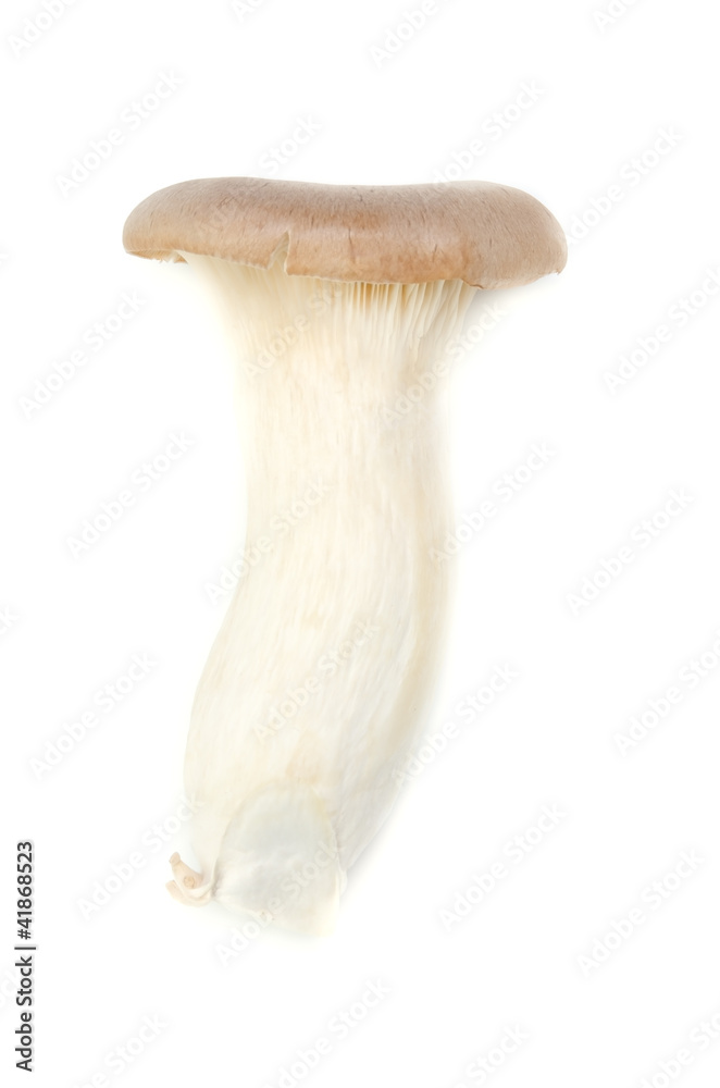 エリンギ エリンギ