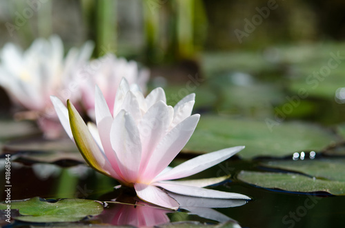 water lily background