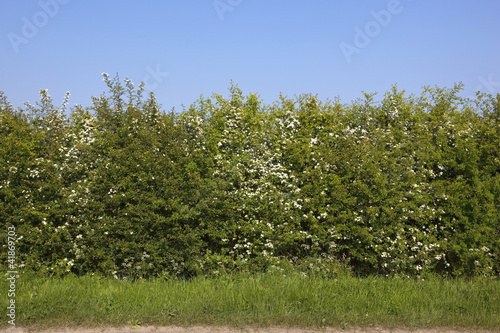 roadside hawthorn hedge