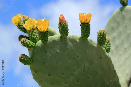 Cactus nopal flowers photo