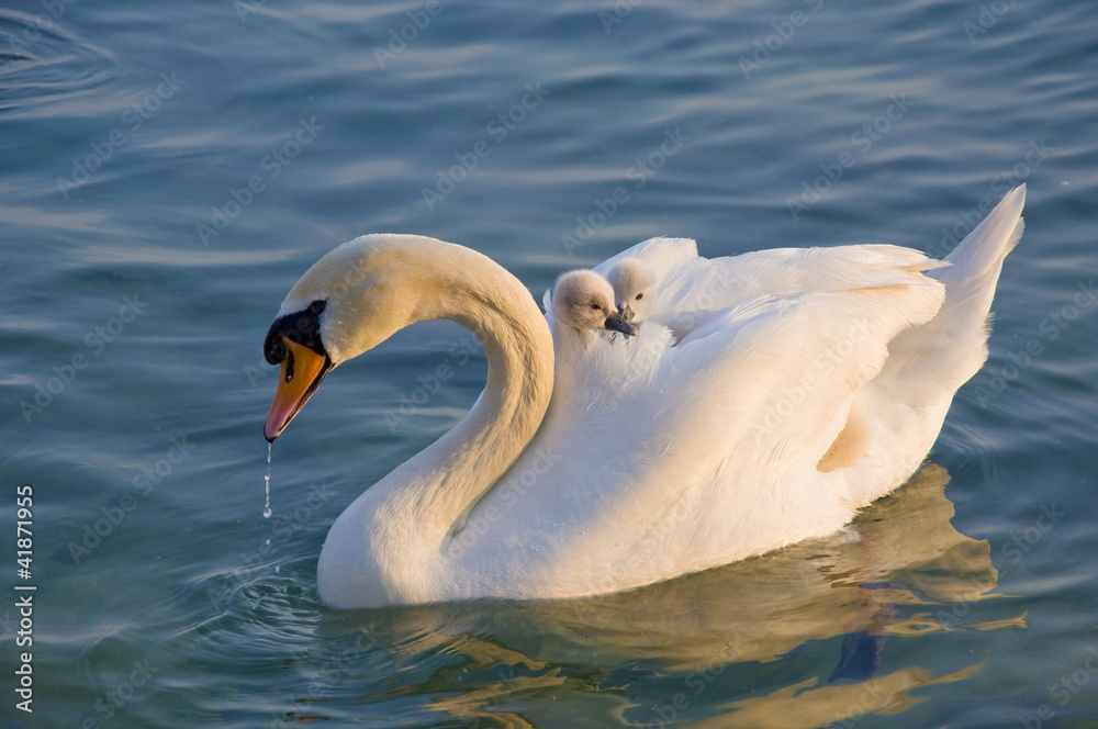 Schwan mit Jungen auf dem Rücken