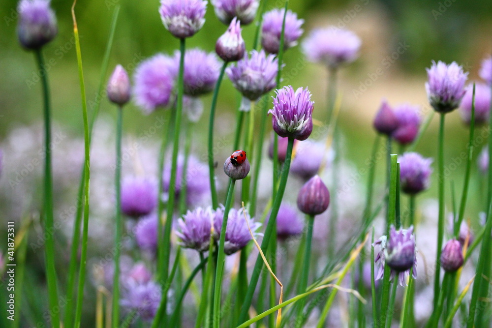 Coccinelle et ciboulette Coccinelle et ciboulette