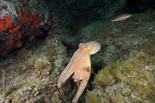 polipo polpo cefalopode mediterraneo