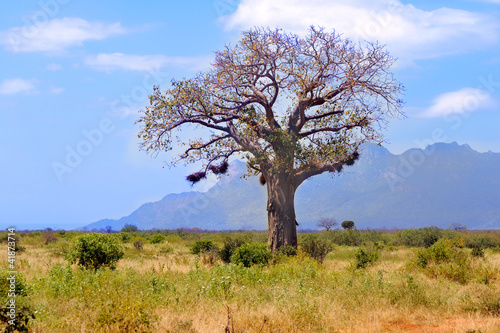 Baobab in African savanna