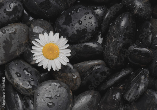 Black stones and a daisy covered with water droplets