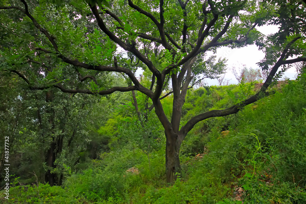 Fototapeta premium chestnut trees in a mountain slope