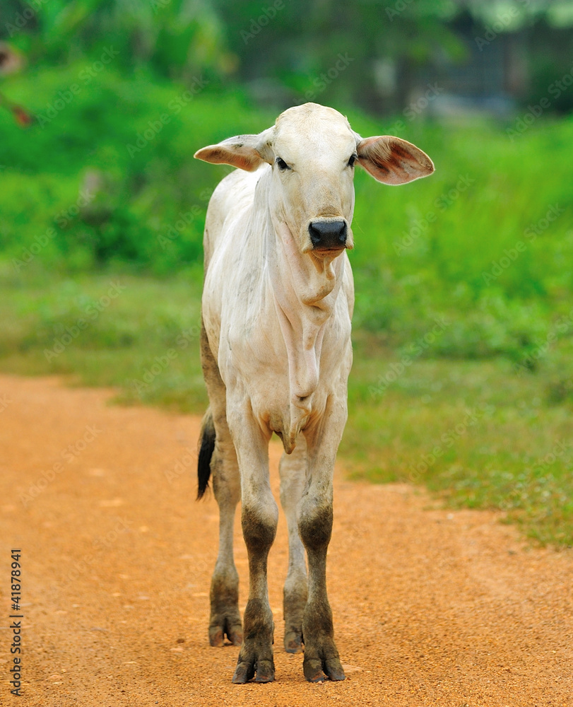 Fototapeta premium cow