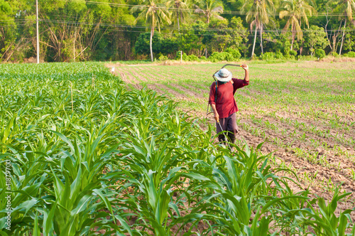 corn plant and farmer working in farm of thailand