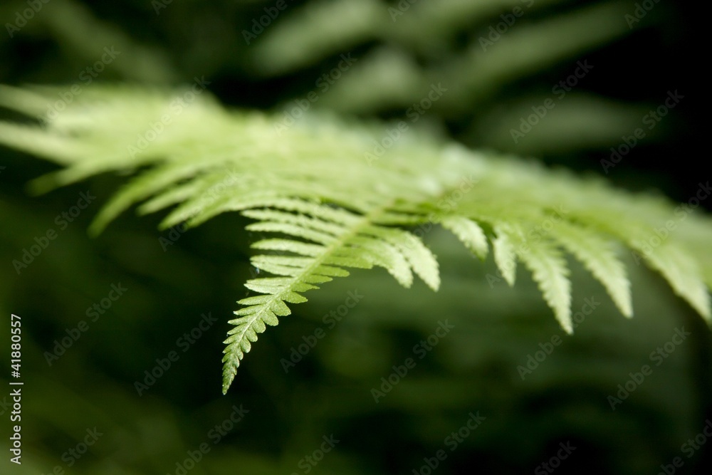 Detail of fern Detail of fern