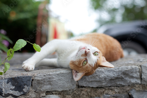 Fototapeta Naklejka Na Ścianę i Meble -  The cat lies on a stone
