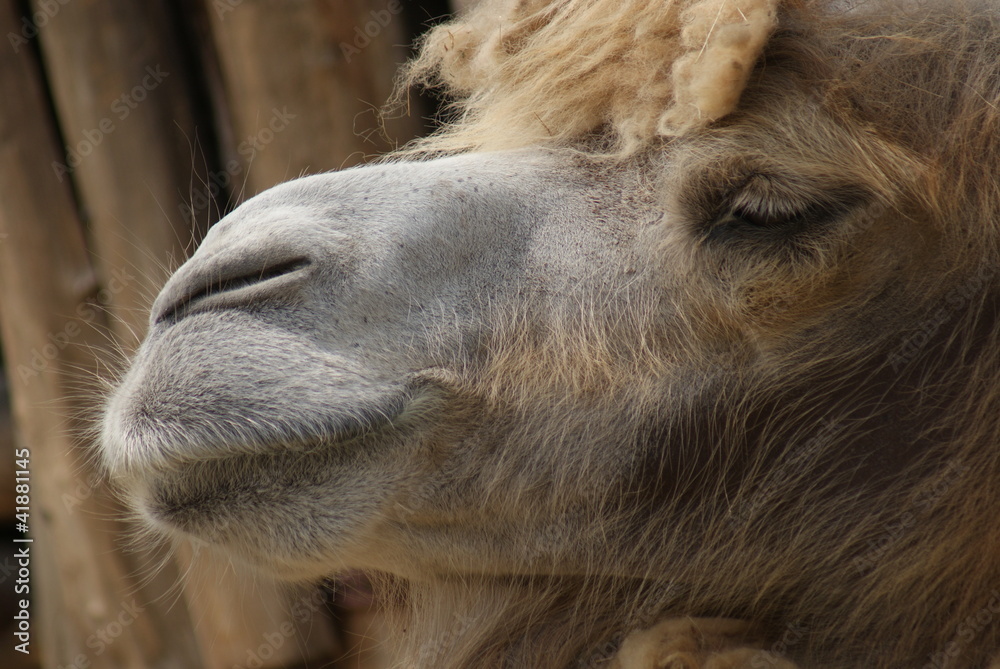 Fototapeta premium Bactrian Camel - Camelus bactrianus