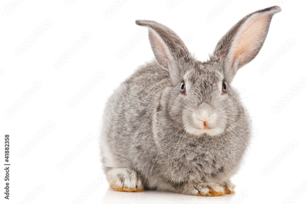 Obraz premium Gray rabbit