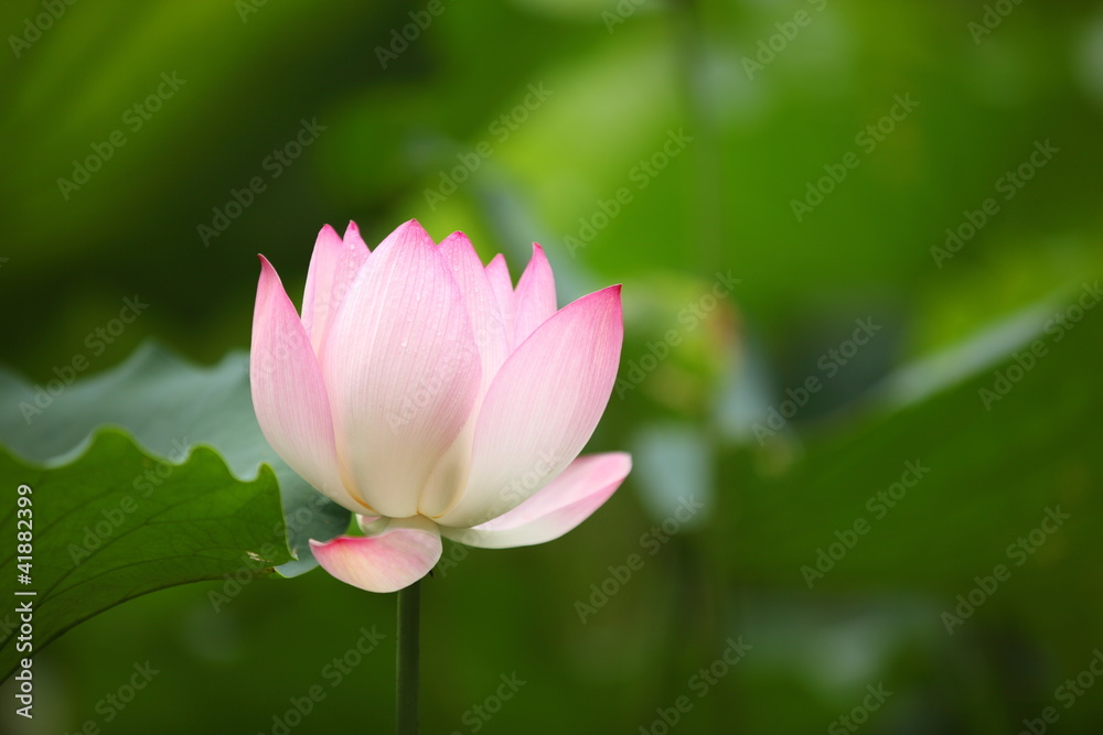 Lotus Flower