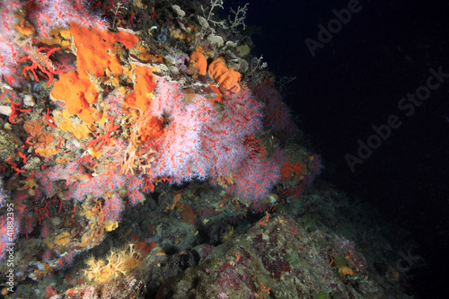 corallo rosso immersioni diving