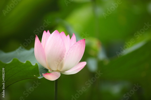 Lotus Flower