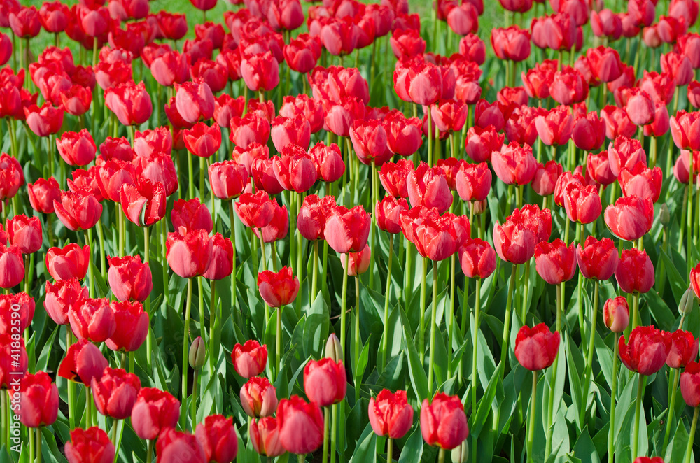 Flowers tulips in the garden