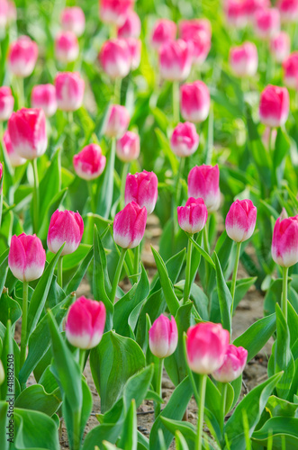 Flowers tulips in the garden