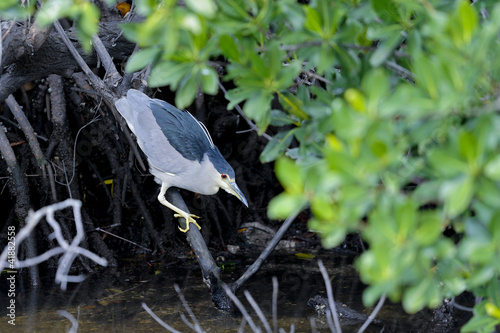 Canvas-taulu black-crowned night heron, nycticorax nycticorax